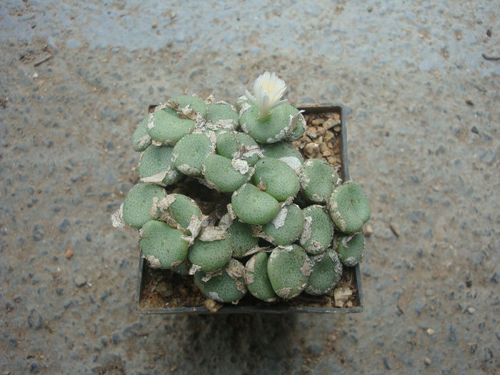 Conophytum ricardianum Losch & Tischler 1932. (3)