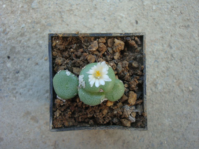Conophytum ricardianum Losch & Tischler 1932.