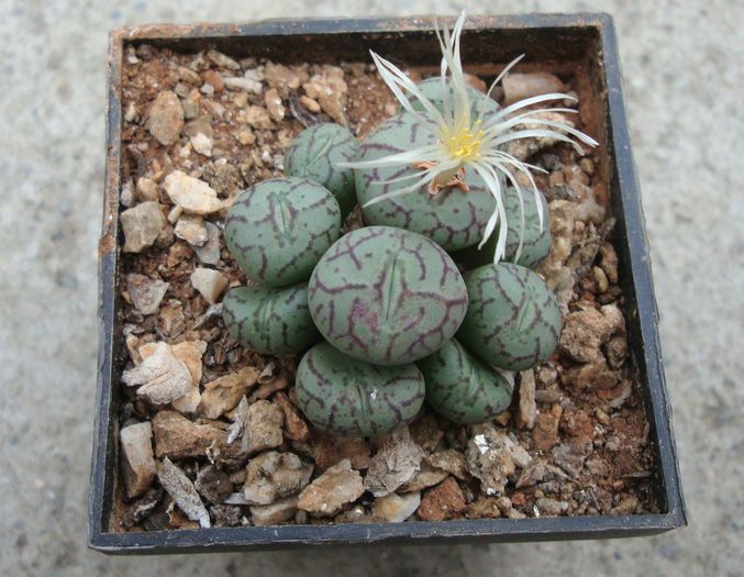 Conophytum scitulum (NE Br.) NE Br 1922. (2)