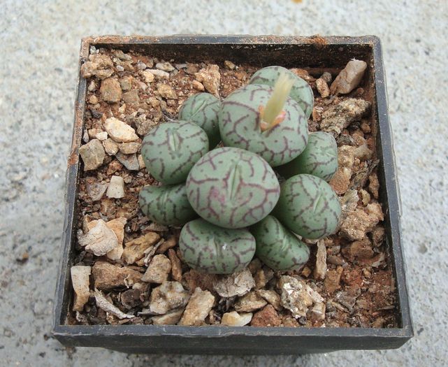 Conophytum scitulum (NE Br.) NE Br 1922. (3)