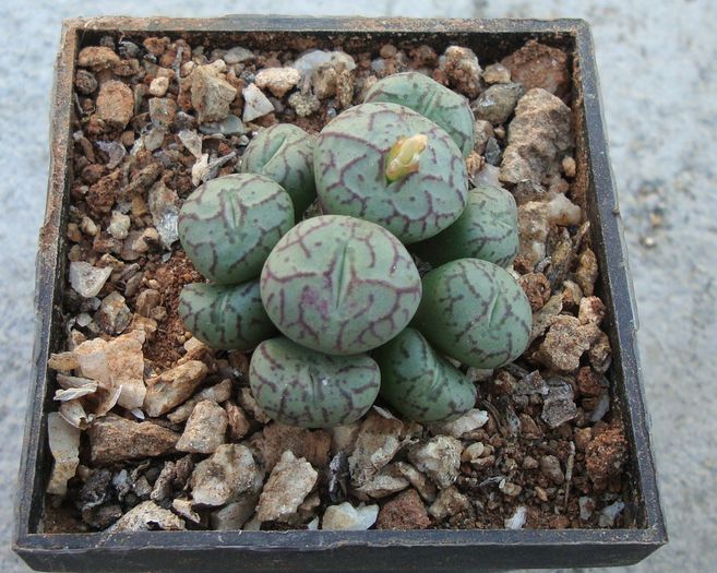 Conophytum scitulum (NE Br.) NE Br 1922. (4)