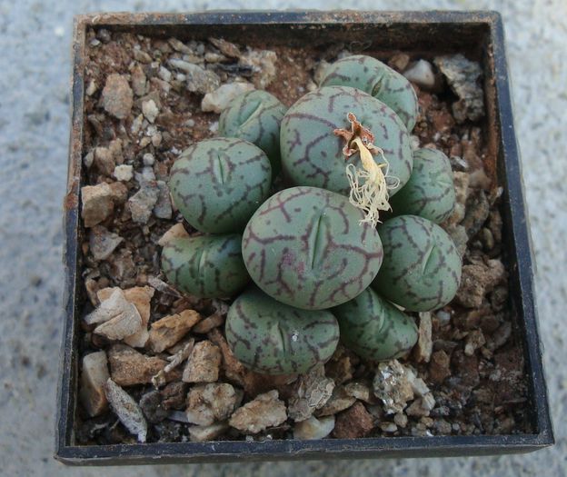 Conophytum scitulum (NE Br.) NE Br 1922.