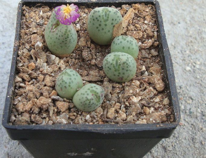 Conophytum tantillum N.E.Br.1926. (4)