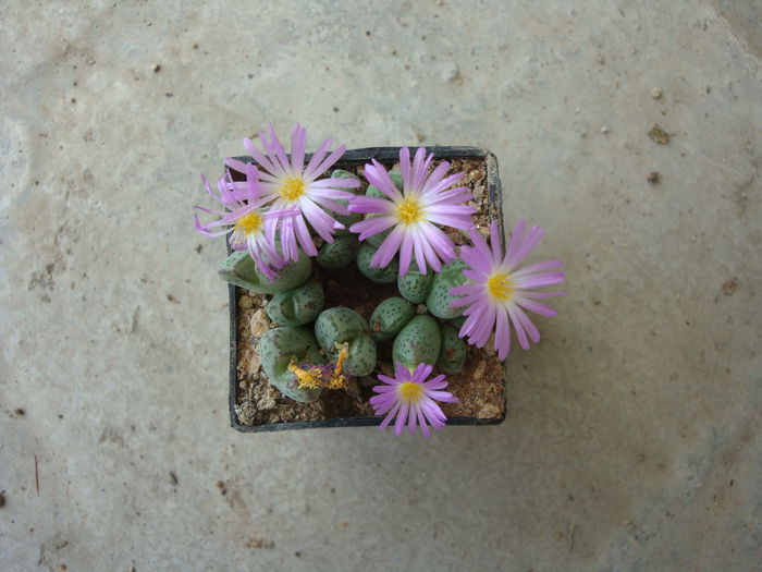 Conophytum tantillum N.E.Br.1926. (5)