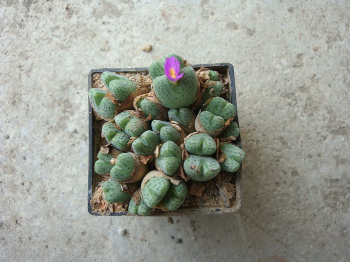 Conophytum tantillum N.E.Br.1926. (6)