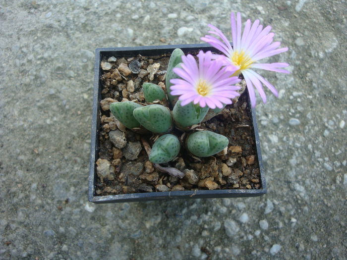 Conophytum tantillum N.E.Br.1926. (7)