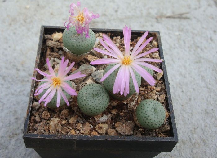 Conophytum tantillum N.E.Br.1926.