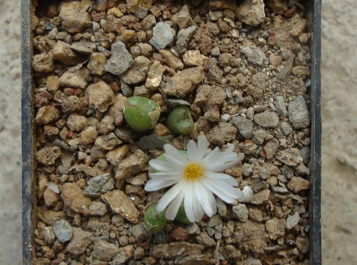 Conophytum tantillum ssp. lindenianum (Lavis & S.A.Hammer) S.A.Hammer 1991. (2)