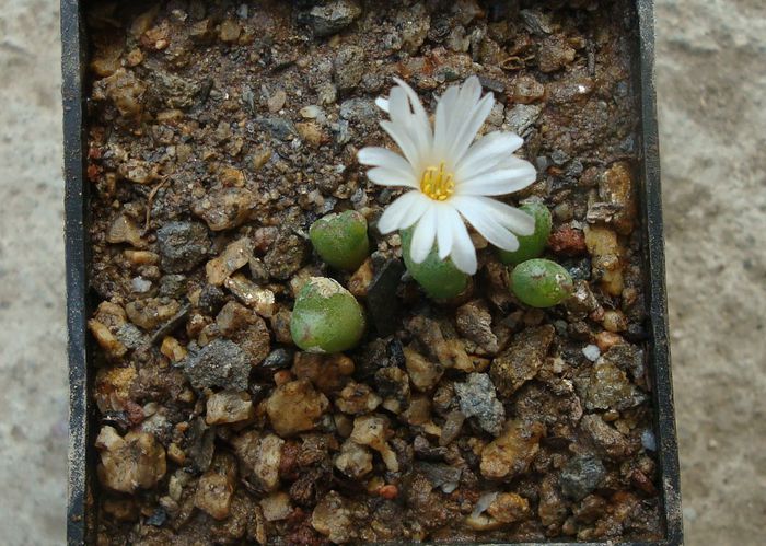 Conophytum tantillum ssp. lindenianum (Lavis & S.A.Hammer) S.A.Hammer 1991. (3)