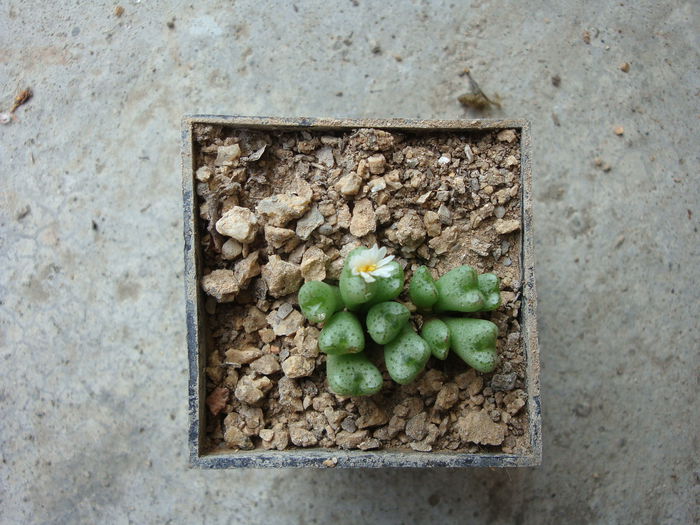 Conophytum tantillum ssp. lindenianum (Lavis & S.A.Hammer) S.A.Hammer 1991. (4)