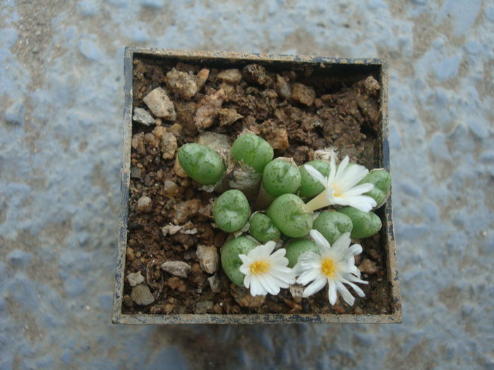 Conophytum tantillum ssp. lindenianum (Lavis & S.A.Hammer) S.A.Hammer 1991. (5)