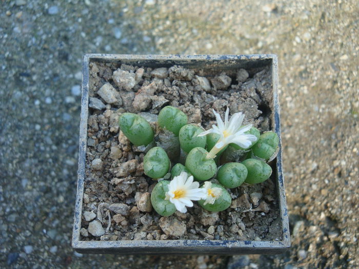 Conophytum tantillum ssp. lindenianum (Lavis & S.A.Hammer) S.A.Hammer 1991. (6)