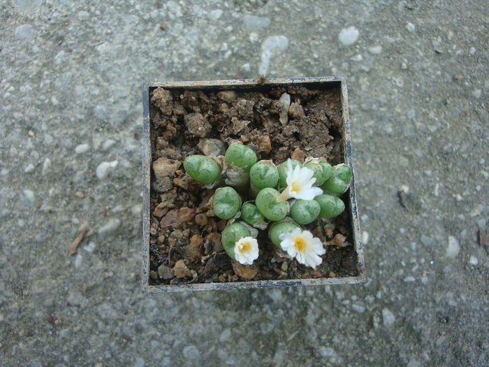Conophytum tantillum ssp. lindenianum (Lavis & S.A.Hammer) S.A.Hammer 1991. (8)