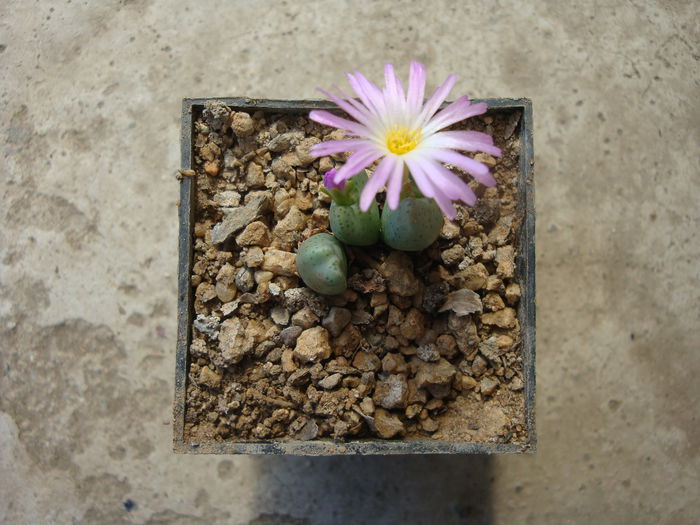 Conophytum tayloriorum ssp. ernianum (Loesch & Tischer) de Boer ex S.A.Hammer 1993. (2)