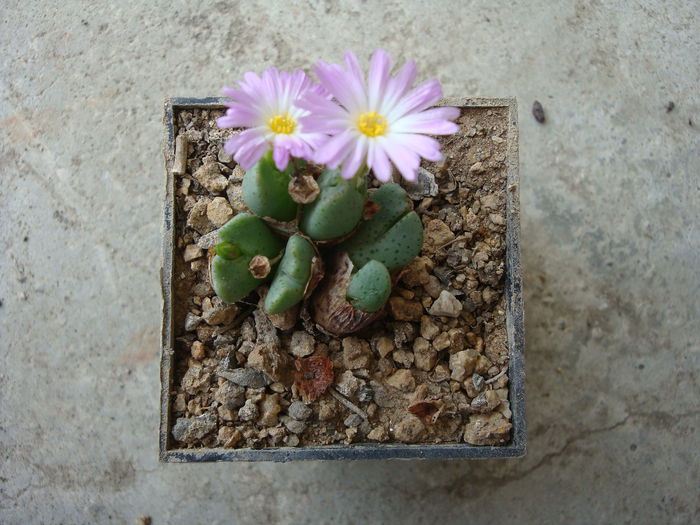 Conophytum tayloriorum ssp. ernianum (Loesch & Tischer) de Boer ex S.A.Hammer1993. (2)