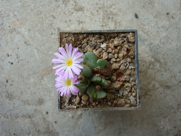 Conophytum tayloriorum ssp. ernianum (Loesch & Tischer) de Boer ex S.A.Hammer1993. (3)