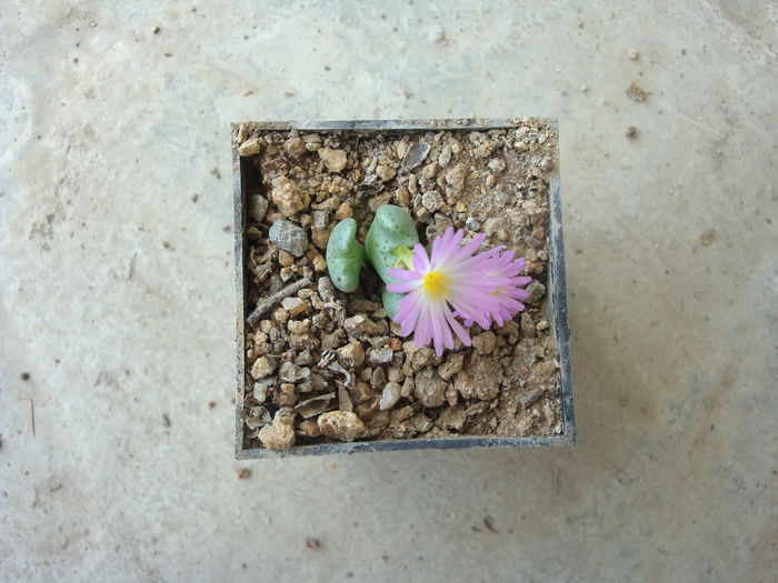 Conophytum tayloriorum ssp. ernianum (Loesch & Tischer) de Boer ex S.A.Hammer1993.