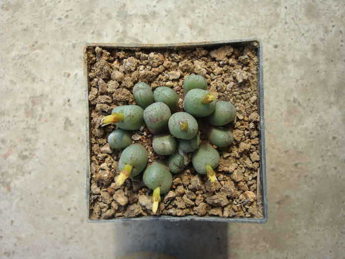 Conophytum uviforme (Haw.) N.E.Br.1922. (2)