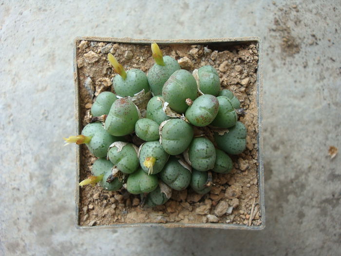 Conophytum uviforme (Haw.) N.E.Br.1922. (3)