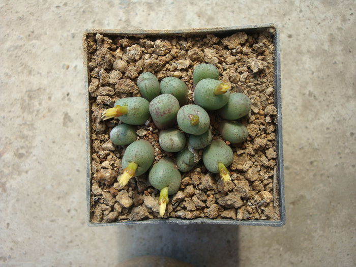 Conophytum uviforme (Haw.) N.E.Br.1922.