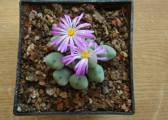 Conophytum velutinum Schwantes 1927. (2)