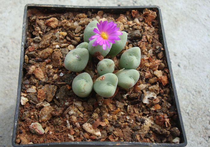 Conophytum velutinum Schwantes 1927. (4)