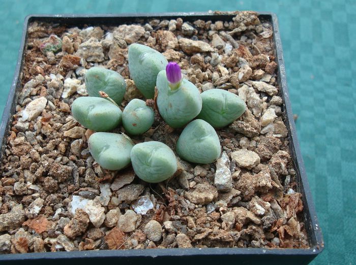 Conophytum velutinum Schwantes 1927. (5)