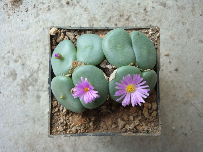 Conophytum wettsteinii (Berger) N.E.Br.1922. - Genul Conophytum