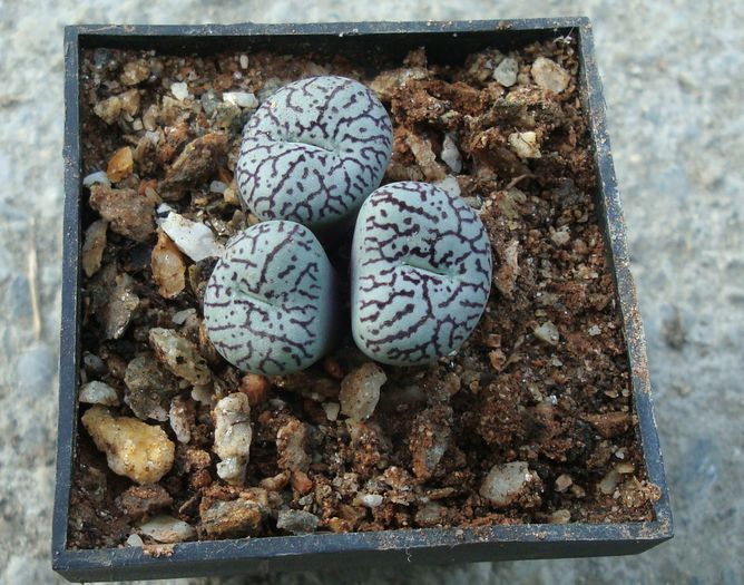 Conophytum witterbergense De Boer 1965. (1) - Genul Conophytum