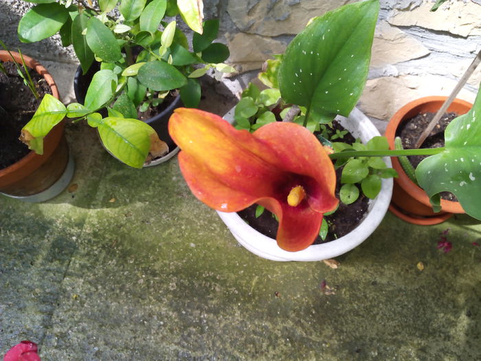 IMG_20140617_111025; Cala 2
