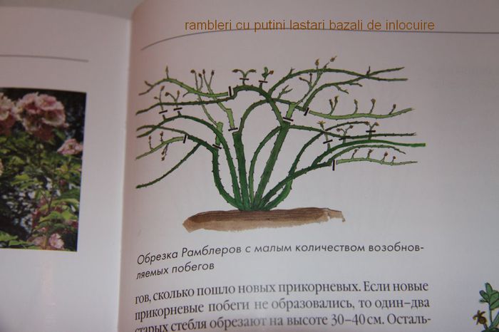 rambler cu putine bazale de inlociure