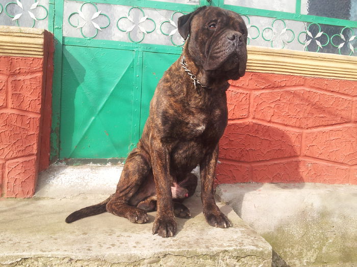 20150220_134943 - Bullmastiff