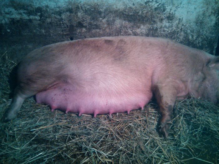 IMG_20150215_165821 - PORCI