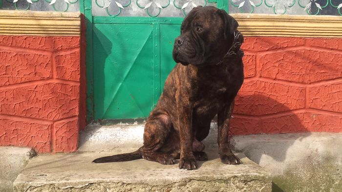 vlcsnap-2015-02-20-14h14m08s40 - Bullmastiff