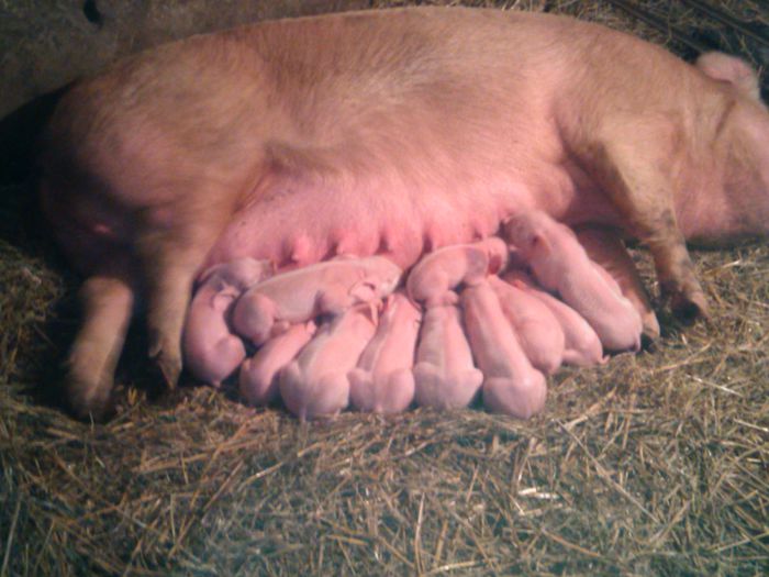IMG_20150216_184115 - PORCI