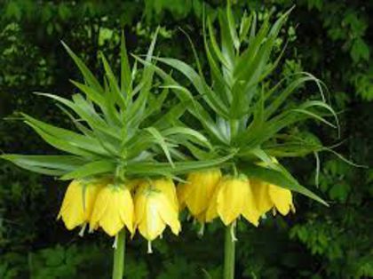 imagesXN28P8T7 - fritillaria