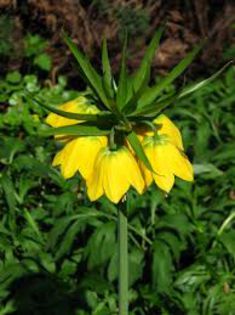 imagesGKDK97TP - fritillaria