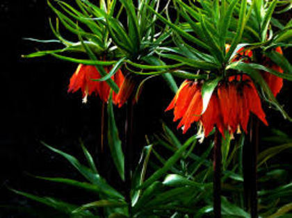 imagesND4O2SMU - fritillaria