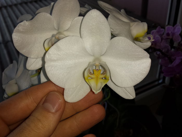 13 - Orhidee - 2015