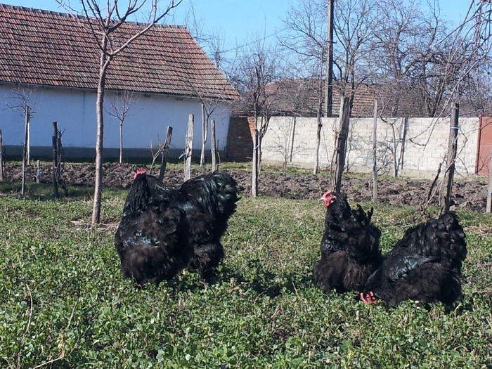 20150214_120521 - cochinchina urias negru