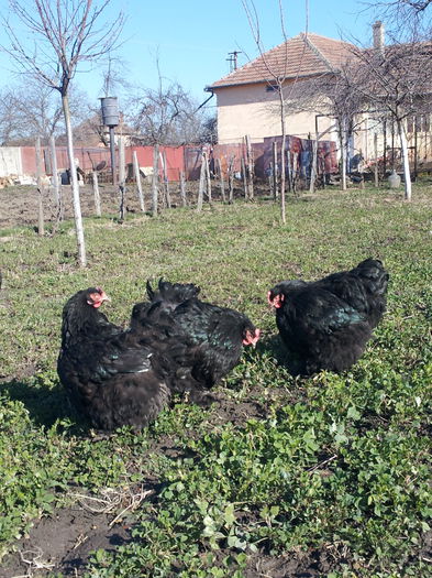 20150214_122827 - cochinchina urias negru