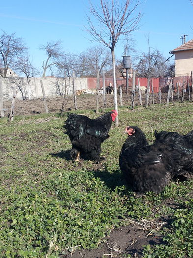 20150214_122831 - cochinchina urias negru