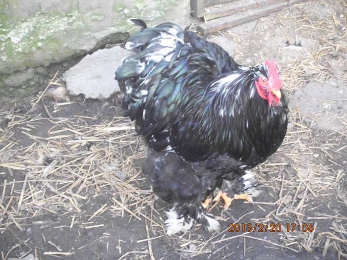 10425353_1605127236387742_2321291860576849782_n