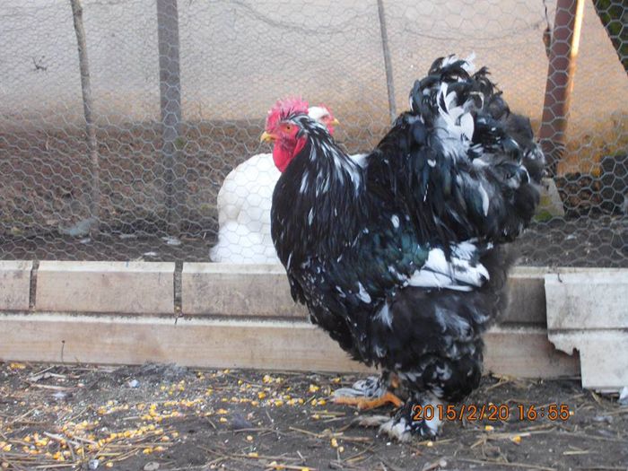 10432481_1605127293054403_7848532536388618718_n