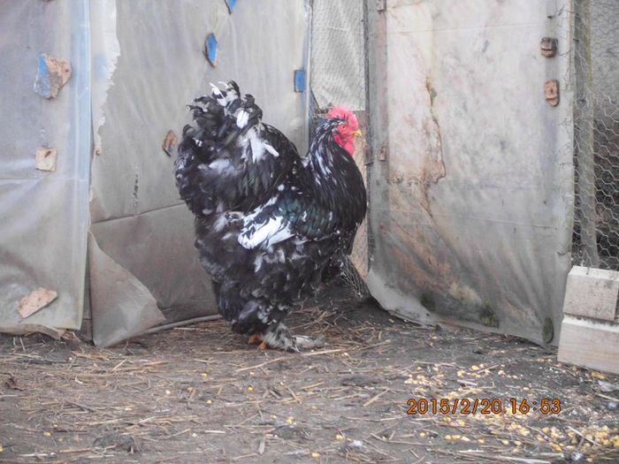 10610669_1605127016387764_8157012405979682188_n