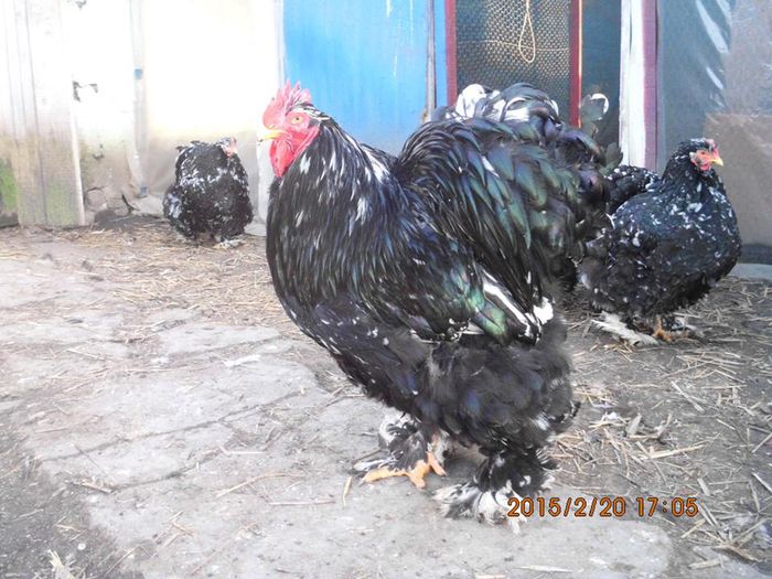 11012851_1605127239721075_5990826895109078510_n