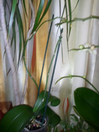 CAM00784 - orhidee ianuarie 2015