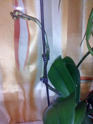 CAM00789 - orhidee ianuarie 2015