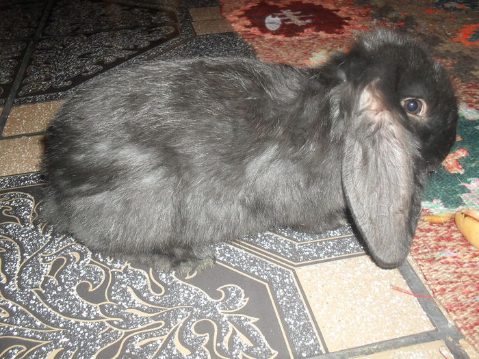 mascul de 7 saptamani (1)