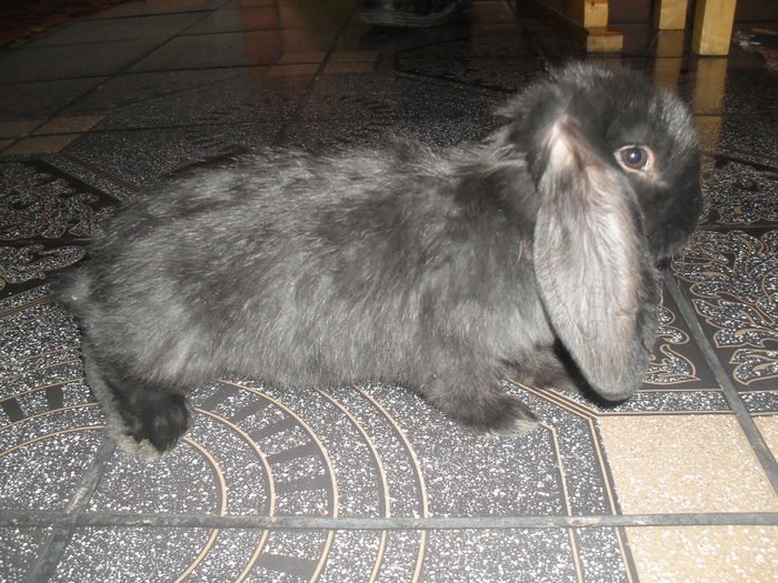 mascul de 7 saptamani (2)